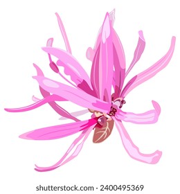 Single blooming flower of Loropetalum Chinense plant. Pink blossom. Chinese fringe flower or strap flower. Isolated vector illustration.