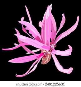 Single blooming flower of Loropetalum Chinense plant. Pink blossom. Chinese fringe flower or strap flower. On black background.