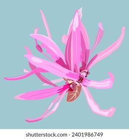 Single blooming flower of Loropetalum Chinense plant. Pink blossom. Chinese fringe flower or strap flower. On blue background.