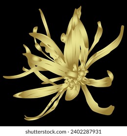 Single blooming flower of Loropetalum Chinense plant. beautiful blossom. Chinese fringe flower or strap flower. Golden glossy silhouette on black background.