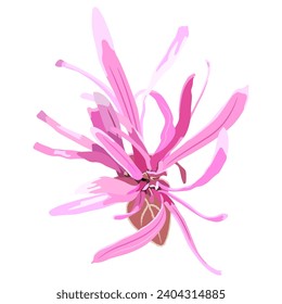 Single blooming flower of Loropetalum Chinense plant. Pink blossom. Chinese fringe flower or strap flower. Isolated vector illustration.