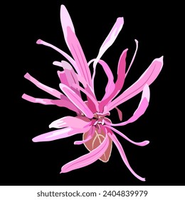 Single blooming flower of Loropetalum Chinense plant. Pink blossom. Chinese fringe flower or strap flower. On black background.