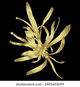 Single blooming flower of Loropetalum Chinense plant. beautiful blossom. Chinese fringe flower or strap flower. Golden glossy silhouette on black background.