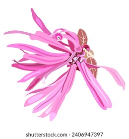 Single blooming flower of Loropetalum Chinense plant. Pink blossom. Chinese fringe flower or strap flower. Isolated vector illustration.