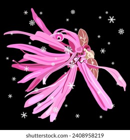Single blooming flower of Loropetalum Chinense plant under snow. Seasonal winter design with pink blossom. Chinese fringe flower or strap flower. On black background.