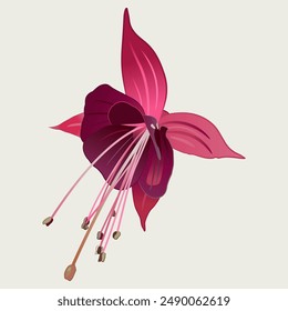 Single blooming flower of purple fuchsia plant. Botanical vector illustration. Isolated on white background. 