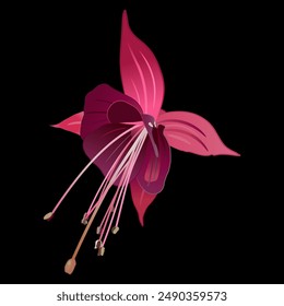 Single blooming flower of purple fuchsia plant. Botanical vector illustration. Isolated on black background. 