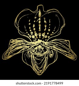 Single blooming head of orchid flower. Paphiopedilum. Venus slipper. Floral illustration. Hand drawn linear doodle rough sketch. Golden silhouette on white background.