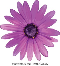 Single blooming head of pink African daisy vector isolated on white background.