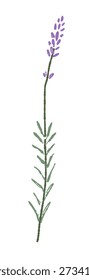 Single Blooming Lavender Flower Stem Watercolor