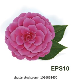 Single blooming pink camelia japanese rose isolated on a white background. Vector illustration
