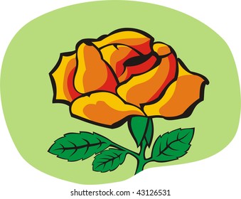 single blossoming rose