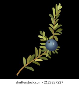 Single branch of crowberry or blackberry with one berry. Empetrum nigrum. On black background. Isolated vector floral illustration.