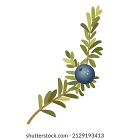 
Una sola rama de la mora o la mora con una baya. Empetrum nigrum. Ilustración floral vectorial aislada.
