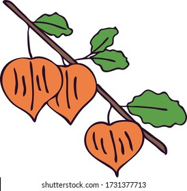 Single branch with flowers in the shape of lanterns on a white background. The isolated image. For a card, design, print, or postcard.