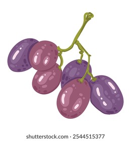 Una sola rama de uvas maduras. Un Pequeño manojo de bayas moradas. Ilustración vectorial de zumo de frutas vitamínicas orgánicas. Concepto de etiqueta ecológica para el sabor natural de la uva. Diseño de vino, zumo, batido.