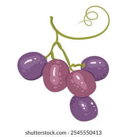 Una sola rama de uvas maduras. Un Pequeño manojo de bayas moradas. Ilustración vectorial de zumo de frutas vitamínicas orgánicas. Concepto de etiqueta ecológica para el sabor natural de la uva. Diseño de vino, zumo, batido.