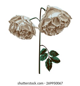 Single branch is withered roses?vector