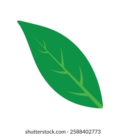 Single Bright Green Leaf on a White Background