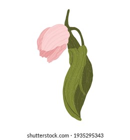 Single bright tulip in flat cartoon style. Isolated on white. Wild spring wildflower with leaf in flat style. Symbol for Women's Day and Mother's Day.