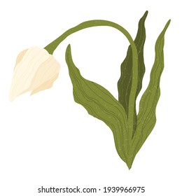 Einzelne helle Tulpe im flachen Cartoon-Stil. Einzeln auf Weiß. Wilde Frühlingsblume mit flachem Blatt. Symbol für Frauentag und Muttertag.