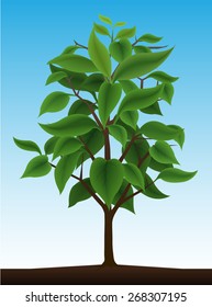 Single brightly green tree 