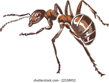single brown ant isolated on white background