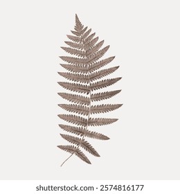 Single brown fern leaf on a light background. Detailed fern leaf with intricate patterns. Fern leaf showcasing natural beauty and elegance. Vintage style art drawing, isolated vector element.