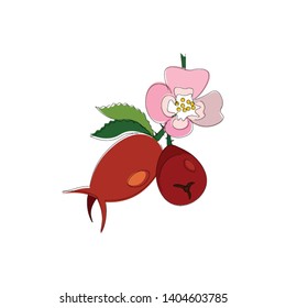 A single bud of rosehip plant, vector, color drawing or illustration. 