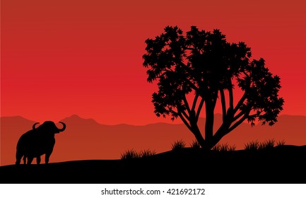 Single bull silhouette in fields with red backgrounds