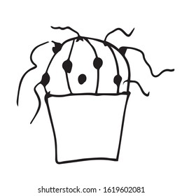  Single cactus in a pot. Astrophytum. Black pen drawing. Hand drawing on white background.Houseplant. Line drawing, home decor. Doodle style. 