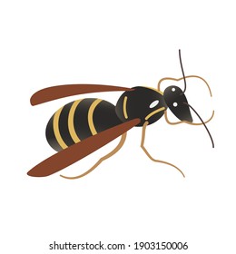 Single cartoon cute wasp isolated on white background. Hand-drawn vector. An insect with wings. Yellow stripes on the black belly. Design element for illustrations, children's manuals, printing.