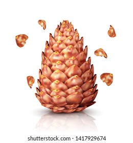 Single cedar cone isolated on white background. Vector illustration
