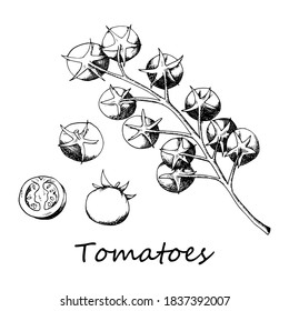 Single cherry tomatoes and bunches on a branch. Whole vegetables and cut in half. Top view. Ink illustration in old vintage style. Isolated