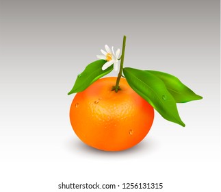Single citrus fruit mandarin or tangerine on branch with green leaves and white blooming flower isolated on a white background. Realistic Vector Illustration
