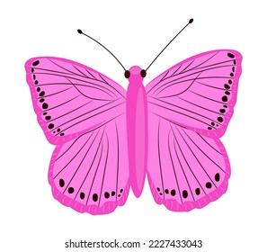 Single colorful butterfly isolated on white background. Exotic tropical insect with bright wings and antennae.