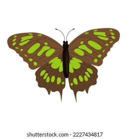 Single colorful butterfly isolated on white background. Exotic tropical insect with bright wings and antennae.