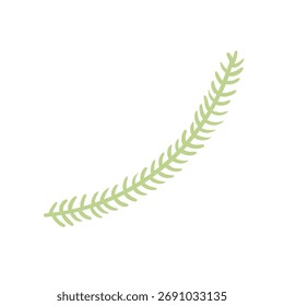 Único ramo de coníferas, abeto isolado em transparente. Ilustração de vetor plana desenhada à mão. Feriado tradicional, Natal, Ano Novo, elemento de design sazonal, clip-art