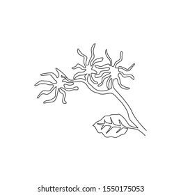 Single continuous line drawing beauty fresh witch hazels for home wall decor art poster print. Decorative snapping hazel plant concept for floral card. Modern one line draw design vector illustration