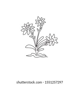 Single continuous line drawing beauty and exotic mountain edelweiss flower. Decorative leontopodium plant for home wall decor art poster print. Modern one line draw design vector graphic illustration