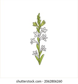 Single continuous line drawing beauty fresh agave amica for home decor wall art poster print. Decorative tuberose flower concept for floral card frame. Modern one line draw design vector illustration