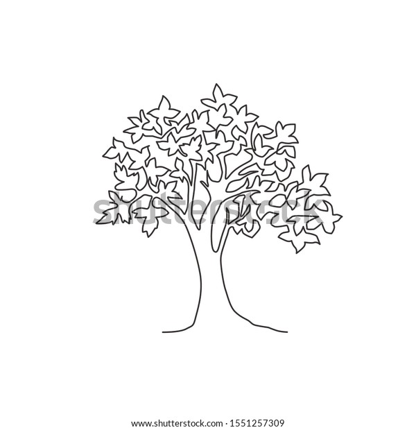 大きな美しさとエキゾチックなカエデの木を描いた 一本の連続線画 国立公園のロゴに使用するシカモアの装飾植物コンセプト 現代の1線分の描画デザインベクター イラスト のベクター画像素材 ロイヤリティフリー