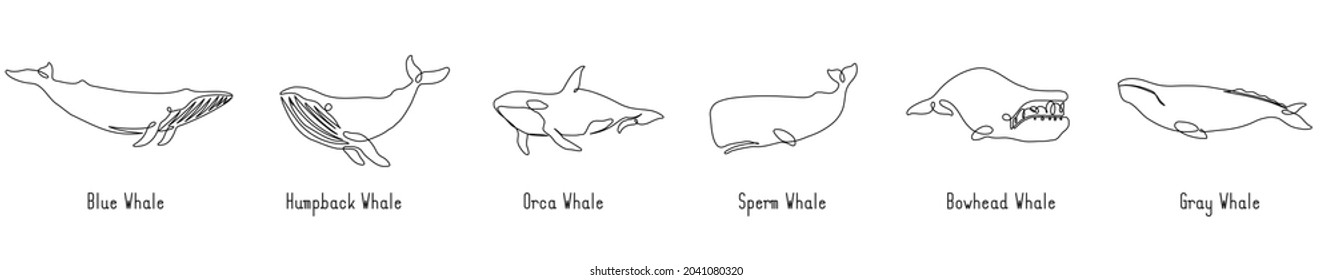 Single continuous line drawing of whales for marine company logo identity. Big fish mammal animal mascot concept for business logotype. Modern one line draw design illustration vector graphic