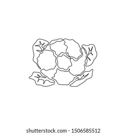Single continuous line drawing of whole healthy organic cauliflower for farm logo identity. Fresh brassica oleracea concept for vegetable icon. Modern one line draw design graphic vector illustration
