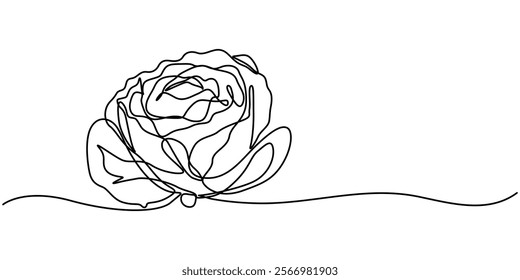 Single continuous line drawing whole and cut sliced healthy organic headed cabbage for farm logo identity, Chinese cabbage in continuous line art drawing style. Bok choy (pak choi) black linear sketch