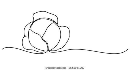 Single continuous line drawing whole and cut sliced healthy organic headed cabbage for farm logo identity, Chinese cabbage in continuous line art drawing style. Bok choy (pak choi) black linear sketch