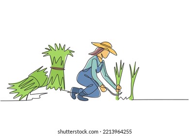 Single continuous line drawing young female farmer was harvesting rice and there was also rice that had been tied up. Farming minimalism concept. One line draw graphic design vector illustration.