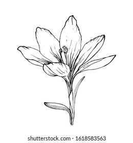 Single contour crocus flower isolated on white background. Hand drawn doodle style. Spring black outline element for floral design, invitation, greeting cards, wrapping paper.Vector stock illustration