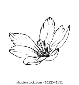 Single contour flower Crocus isolated on white background. Hand drawn doodle style. Spring black outline element for floral design, invitation, greeting cards, wrapping paper.Vector stock illustration