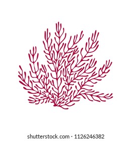 Single Coral. Isolated vector illustration 